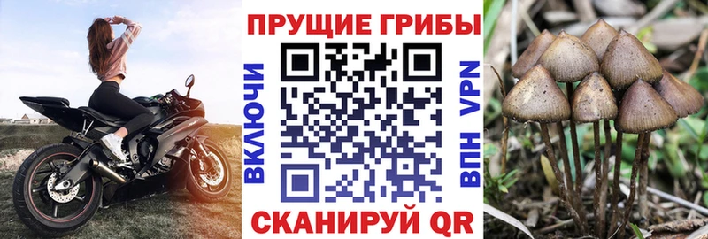 Купить где  Серов  Псилоцибиновые грибы мицелий 
